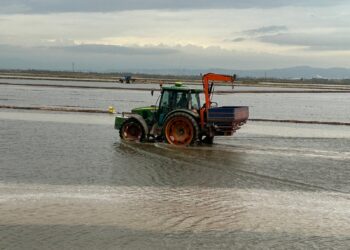El sector arrocero valenciano afronta la siembra más cara de su historia