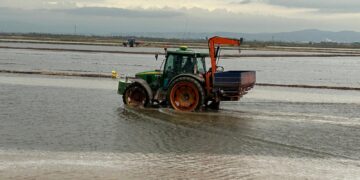 El sector arrocero valenciano afronta la siembra más cara de su historia