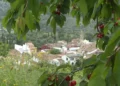 Los productores de cereza de Alicante esperan cuadruplicar la cosecha tras un difícil año anterior