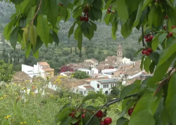 Los productores de cereza de Alicante esperan cuadruplicar la cosecha tras un difícil año anterior