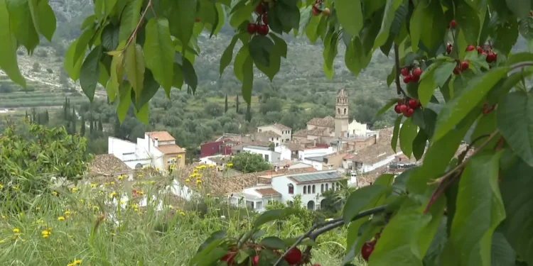 Los productores de cereza de Alicante esperan cuadruplicar la cosecha tras un difícil año anterior