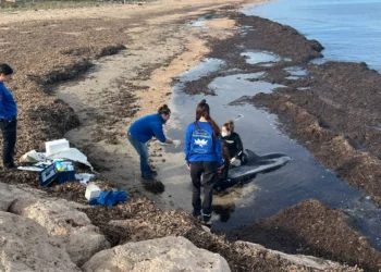 Encuentran un delfín muerto en avanzado estado de descomposición en una playa de Sagunto 14 Encuentran un delfín muerto en avanzado estado de descomposición en una playa de Sagunto