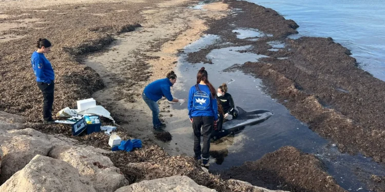 Encuentran un delfín muerto en avanzado estado de descomposición en una playa de Sagunto