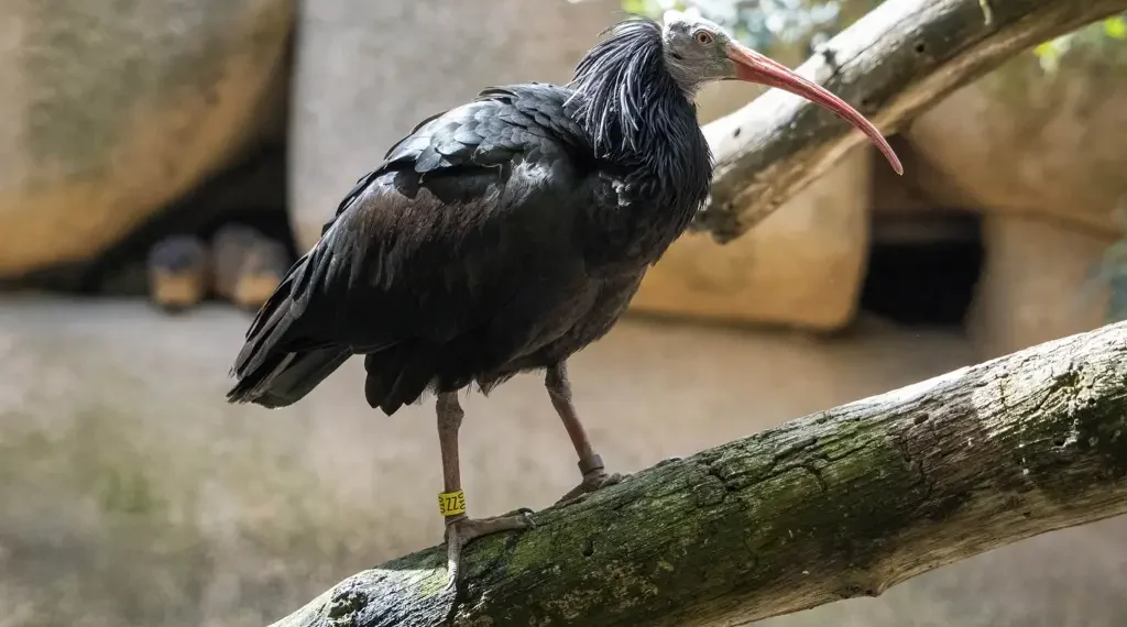 Bioparc Valencia se suma al proyecto europeo para salvar al ibis eremita, una especie desaparecida en Europa desde el siglo XVII 1 Bioparc Valencia se suma al proyecto europeo para salvar al ibis eremita, una especie desaparecida en Europa desde el siglo XVII