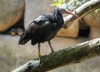 Bioparc Valencia se suma al proyecto europeo para salvar al ibis eremita, una especie desaparecida en Europa desde el siglo XVII