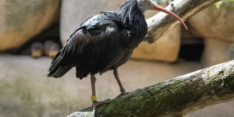 Bioparc Valencia se suma al proyecto europeo para salvar al ibis eremita, una especie desaparecida en Europa desde el siglo XVII