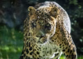 Muere Negombo, el emblemático leopardo de Bioparc Valencia, a los 21 años