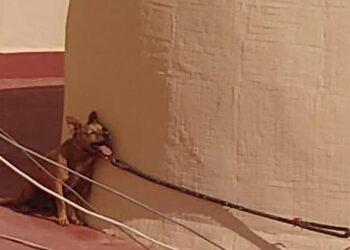 Condena histórica en Torrevieja por la muerte agónica de 'Maikel', el perro atado bajo el sol