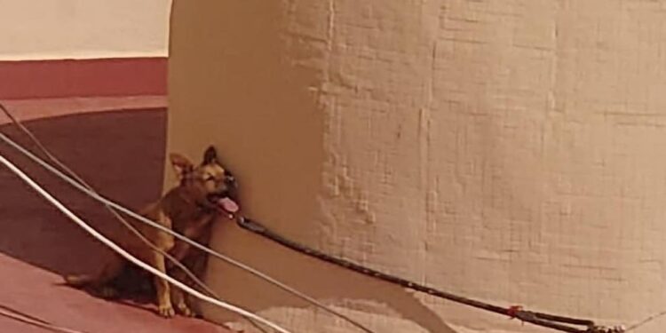 Condena histórica en Torrevieja por la muerte agónica de 'Maikel', el perro atado bajo el sol