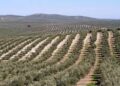 El aceite tunecino presiona al campo español: los productores denuncian pérdidas millonarias y caída de precios