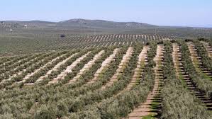 El aceite tunecino presiona al campo español: los productores denuncian pérdidas millonarias y caída de precios 1 El aceite tunecino presiona al campo español: los productores denuncian pérdidas millonarias y caída de precios