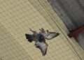 Colectivos animalistas denuncian una muerte masiva de palomas atrapadas en las redes del Tinglado 2 de Valencia 10 Colectivos animalistas denuncian una muerte masiva de palomas atrapadas en las redes del Tinglado 2 de Valencia