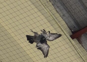 Colectivos animalistas denuncian una muerte masiva de palomas atrapadas en las redes del Tinglado 2 de Valencia 14 Colectivos animalistas denuncian una muerte masiva de palomas atrapadas en las redes del Tinglado 2 de Valencia