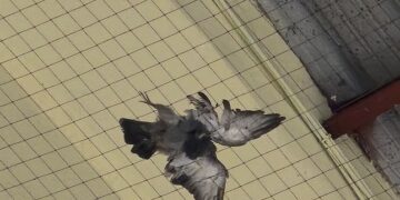 Colectivos animalistas denuncian una muerte masiva de palomas atrapadas en las redes del Tinglado 2 de Valencia