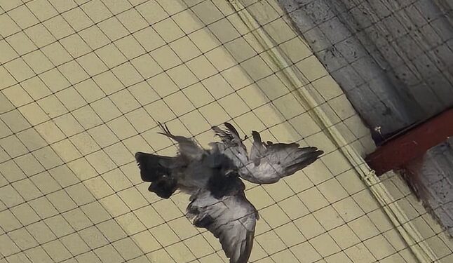 Colectivos animalistas denuncian una muerte masiva de palomas atrapadas en las redes del Tinglado 2 de Valencia