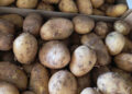 El futuro de la Huerta de Valencia, en manos del consumidor: exija patata nueva frente a la vieja de importación