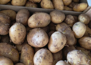 El futuro de la Huerta de Valencia, en manos del consumidor: exija patata nueva frente a la vieja de importación