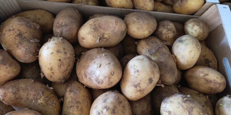El futuro de la Huerta de Valencia, en manos del consumidor: exija patata nueva frente a la vieja de importación
