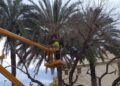 Muere el trabajador atrapado mientras podaba una palmera en Valencia tras una semana en coma 14 Muere el trabajador atrapado mientras podaba una palmera en Valencia tras una semana en coma