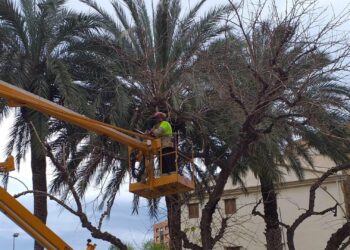 Muere el trabajador atrapado mientras podaba una palmera en Valencia tras una semana en coma