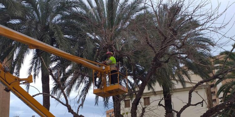 Muere el trabajador atrapado mientras podaba una palmera en Valencia tras una semana en coma 1 Muere el trabajador atrapado mientras podaba una palmera en Valencia tras una semana en coma