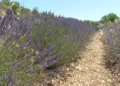 2183ec79 5018 4e92 9562 f291389dcb2d 16 9 aspect ratio 1600w 0