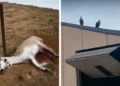 AVA-Asaja denuncia un aumento de los ataques de buitres al ganado vivo en la Comunitat Valenciana 10 6c8b7e0d 4828 466b 9d88 f7504bd55ab2 16 9 aspect ratio 1600w 0
