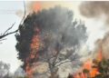 Estabilizado el incendio forestal de Benicarló tras una intensa jornada de extinción