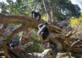 BIOPARC Valencia instala dos monumentales árboles artificiales para potenciar el bienestar de sus chimpancés