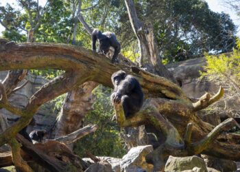 BIOPARC Valencia instala dos monumentales árboles artificiales para potenciar el bienestar de sus chimpancés
