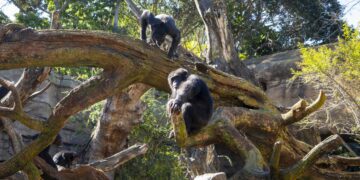 BIOPARC Valencia instala dos monumentales árboles artificiales para potenciar el bienestar de sus chimpancés