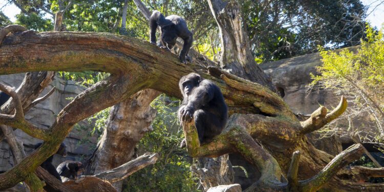 BIOPARC Valencia instala dos monumentales árboles artificiales para potenciar el bienestar de sus chimpancés