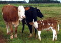 Ganaderia3 Int