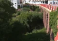 Gátova alerta del peligro de las cañas en el barranco del Carraixet y reclama una actuación urgente 11 Gatova demana una intervencio al barranc del Carraixet