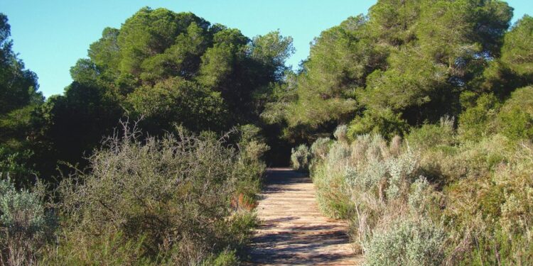 Final feliz en El Saler: la Policía Local localiza a un niño de 8 años perdido durante una excursión