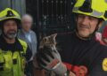 La Policía Local de Valencia rescata a un gato atrapado en el motor de un coche en el barrio de Campanar
