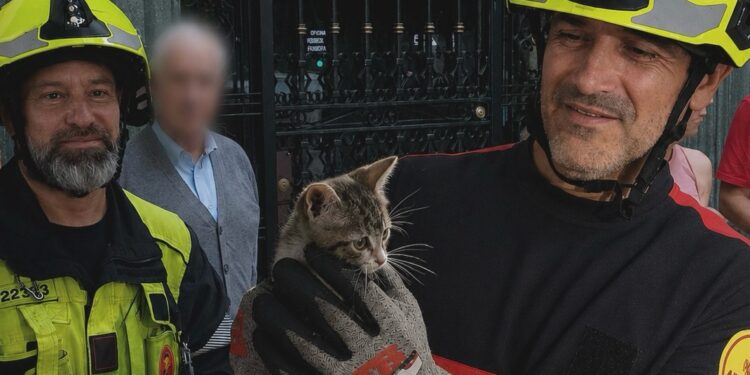 La Policía Local y Bomberos del Ajuntament de Valéncia rescata a un gato atrapado en el motor de un coche en el barrio de Campanar 1 La Policía Local de Valencia rescata a un gato atrapado en el motor de un coche en el barrio de Campanar