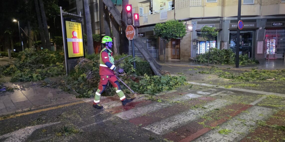 Los bomberos intervienen de madrugada en Torrent por la caída de un árbol de grandes dimensiones en la avenida al Vedat