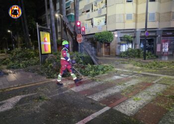 Los bomberos intervienen de madrugada en Torrent por la caída de un árbol de grandes dimensiones en la avenida al Vedat