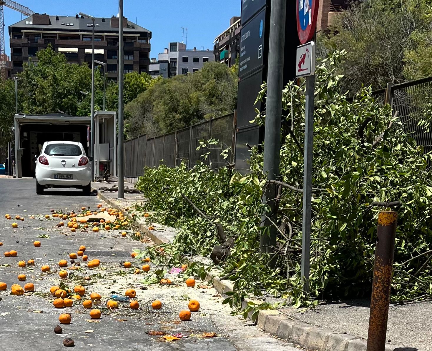 Vecinos de Benimaclet denuncian la tala injustificada de naranjos en las gasolineras del barrio 2 IMG 20260617 WA0037