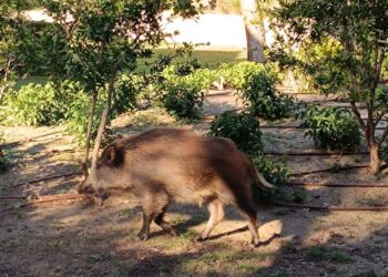 Cerco al jabalí en la Comunitat Valenciana: trampas y caza para frenar una población disparada
