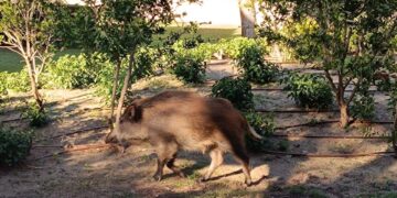 Cerco al jabalí en la Comunitat Valenciana: trampas y caza para frenar una población disparada