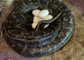 Especialistas de BIOPARC Valencia graban la impresionante puesta de huevos de la serpiente más grande de África 10 Especialistas de BIOPARC Valencia graban la impresionante puesta de huevos de la serpiente más grande de África
