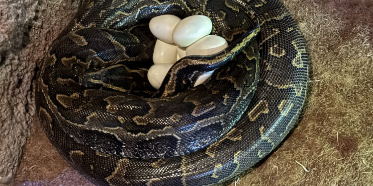 Especialistas de BIOPARC Valencia graban la impresionante puesta de huevos de la serpiente más grande de África