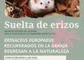 Torrent se moviliza por la biodiversidad: el Barranc de Soterranya acogerá una nueva suelta de erizos europeos recuperados 11 Torrent se moviliza por la biodiversidad: el Barranc de Soterranya acogerá una nueva suelta de erizos europeos recuperados
