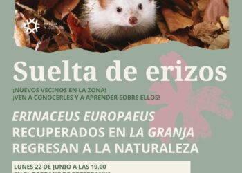 Torrent se moviliza por la biodiversidad: el Barranc de Soterranya acogerá una nueva suelta de erizos europeos recuperados 15 Torrent se moviliza por la biodiversidad: el Barranc de Soterranya acogerá una nueva suelta de erizos europeos recuperados