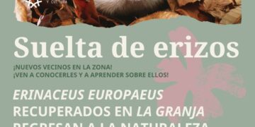 Torrent se moviliza por la biodiversidad: el Barranc de Soterranya acogerá una nueva suelta de erizos europeos recuperados