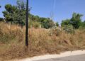 Desidia en Valencia: El fraude verde de Benicalap revela un absoluto abandono de la Jardinería