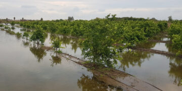 AVA Asaja estalla contra la Generalitat Valenciana: parques inundables sobre suelo agrícola sin contar con los propietarios de los campos