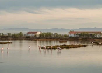 L’Albufera retoma el camino para convertirse en Reserva de la Biosfera de la Unesco tras el parón por la dana 14 c4b041b4 ff89 4aa9 b9eb 3282a935bf1e 16 9 aspect ratio 1600w 0